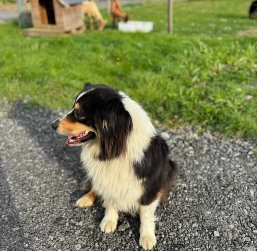 Stella black Girl Des Bocages De Thierache