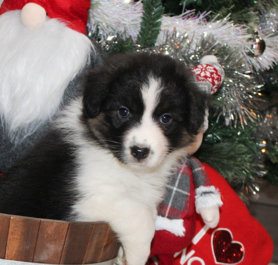 Nadège Lefebvre - Berger Australien - Portée née le 02/11/2024