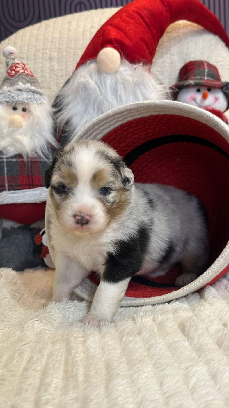 Nadège Lefebvre - Chiots disponibles - Berger Australien