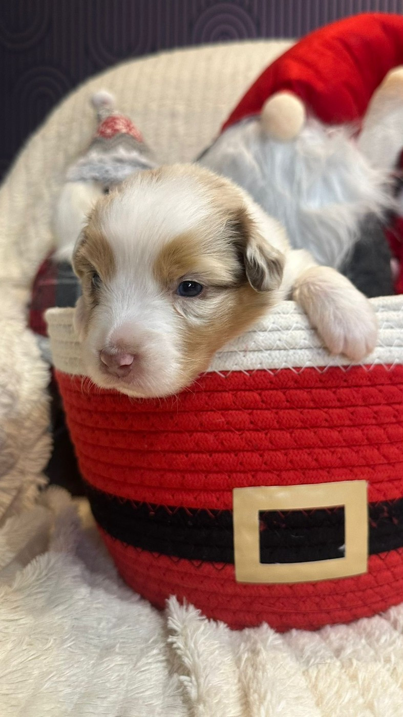 Nadège Lefebvre - Chiots disponibles - Berger Australien