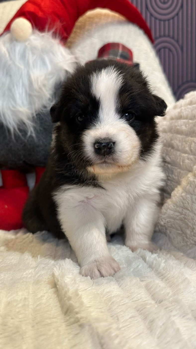 Nadège Lefebvre - Chiots disponibles - Berger Australien