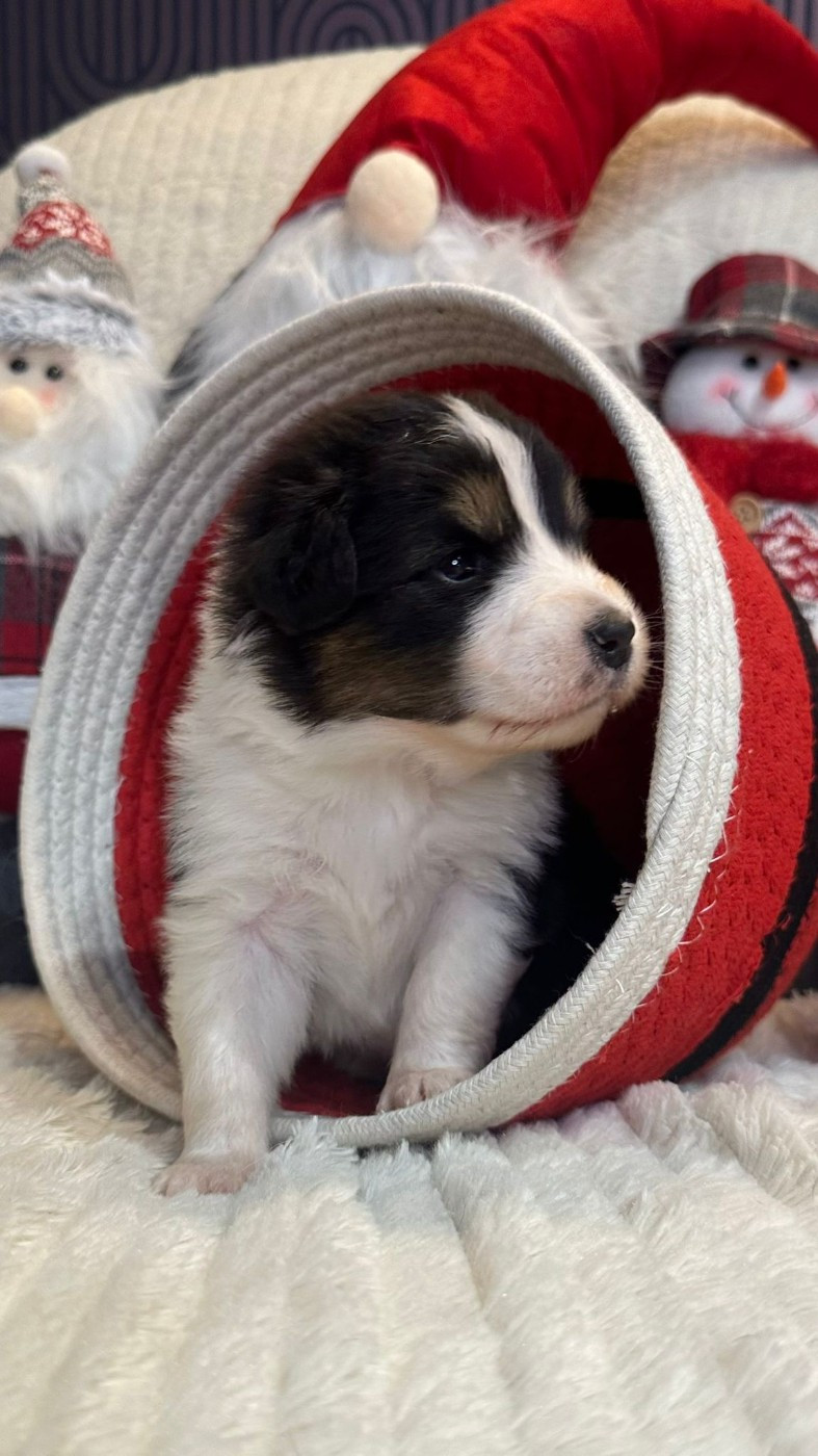 Nadège Lefebvre - Chiots disponibles - Berger Australien