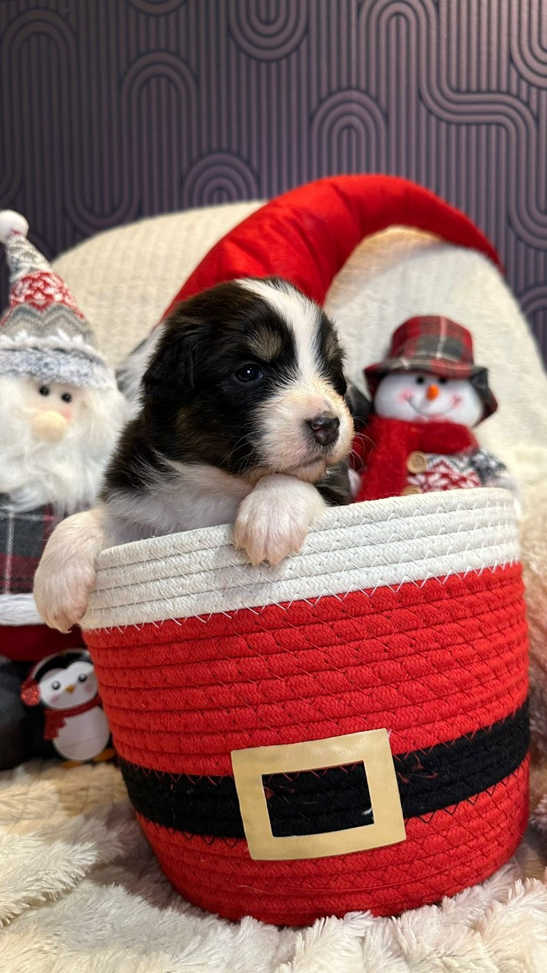 Nadège Lefebvre - Chiots disponibles - Berger Australien