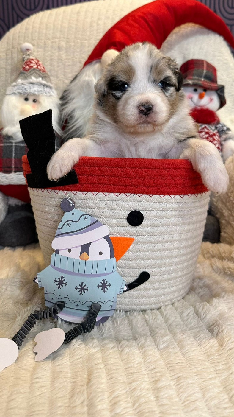 Nadège Lefebvre - Chiots disponibles - Berger Australien