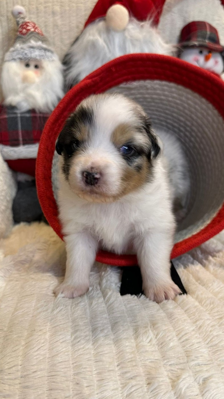 Nadège Lefebvre - Chiots disponibles - Berger Australien